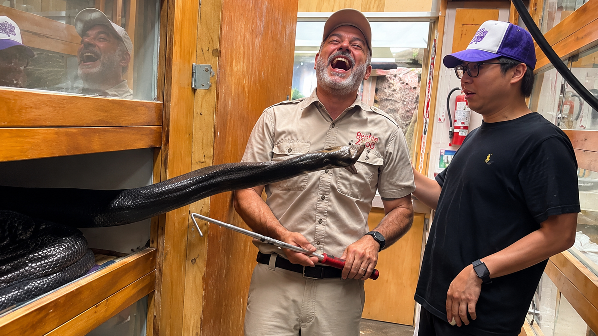 Watch this enormous python strikes during a distracted moment