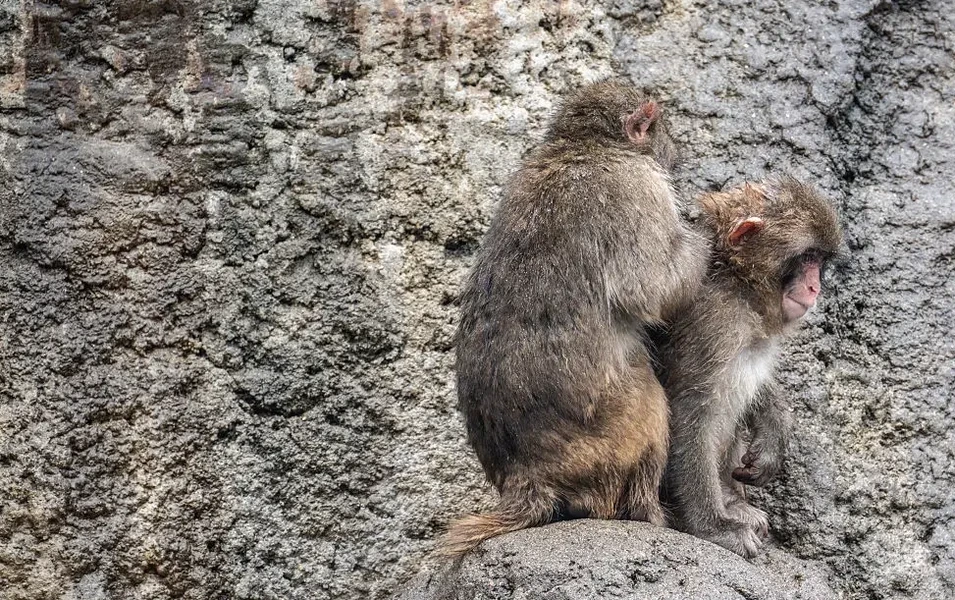 monkeys-making-friends-across-species