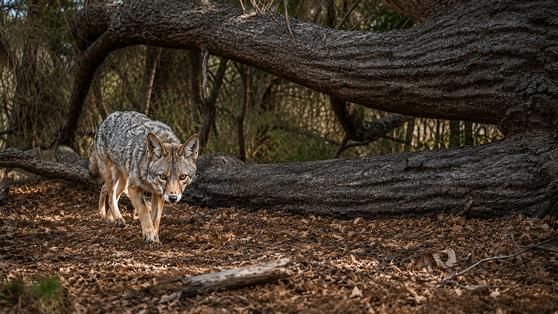 Une caméra piège capture un coyote en train de se faufiler parmi des ...