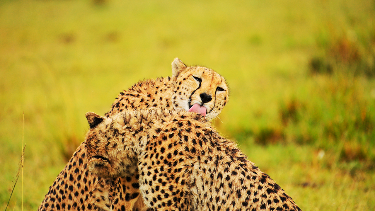 Watch these emotional moments with these leopards