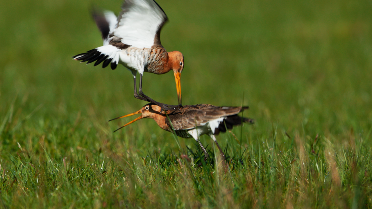 I filmed an amazing moment with these birds