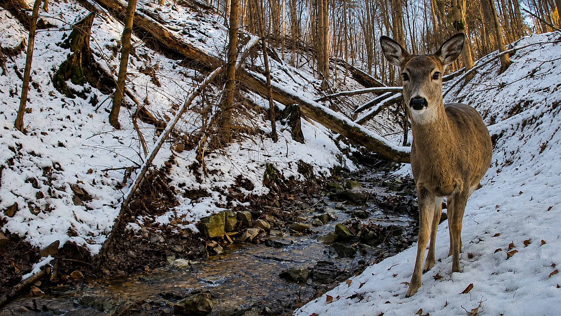 Camera trap captures a deer standing beside a snowy forest creek