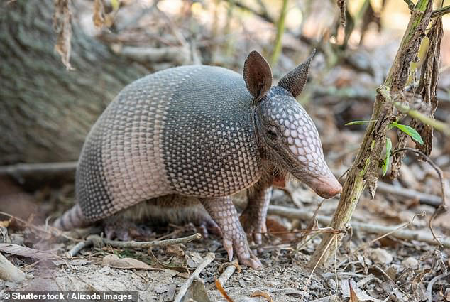 Ancient disease making a comeback... experts reveal surprising culprit ...