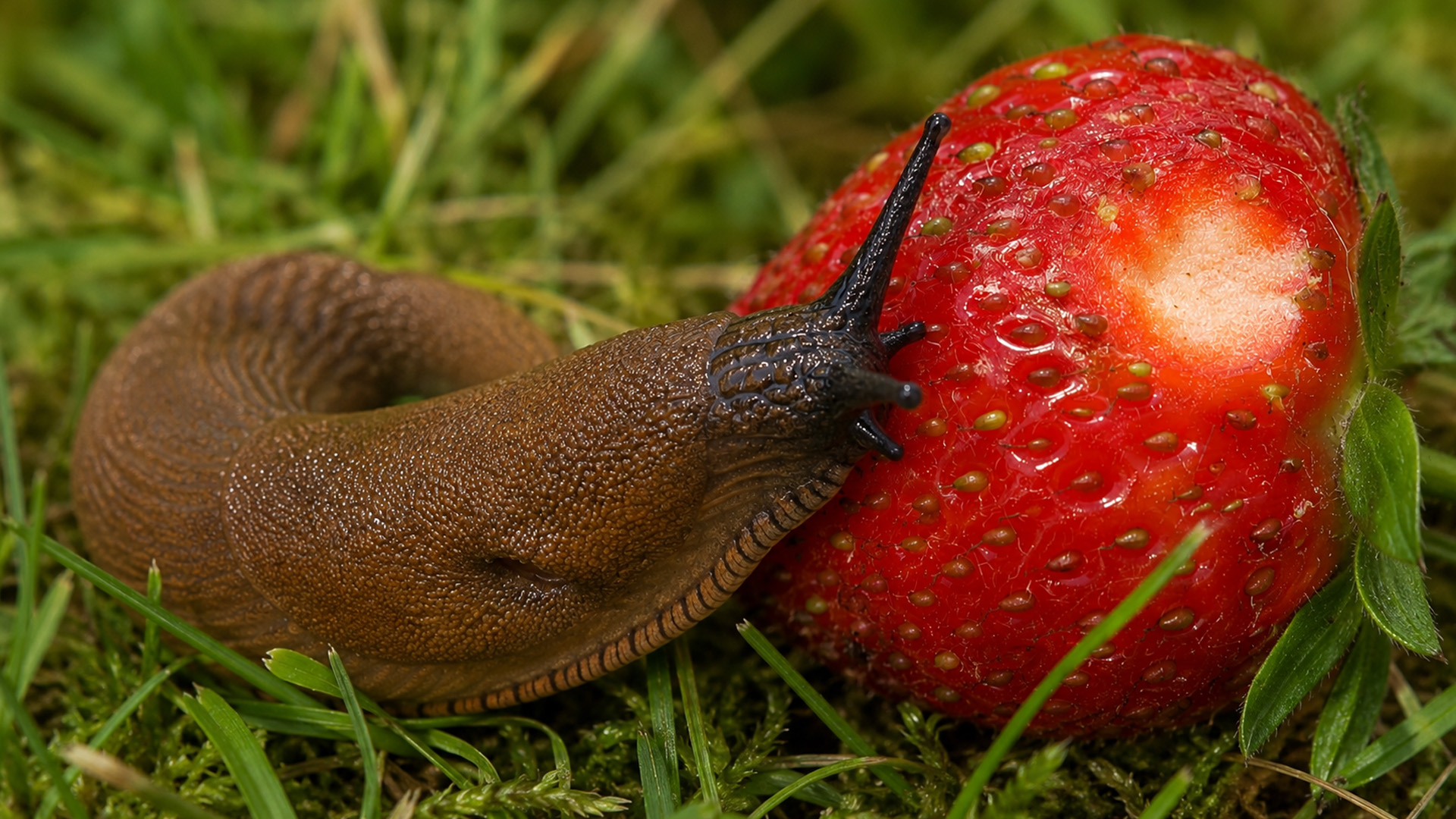 Une limace affamée trouve une fraise mûre filmée en caméra cachée