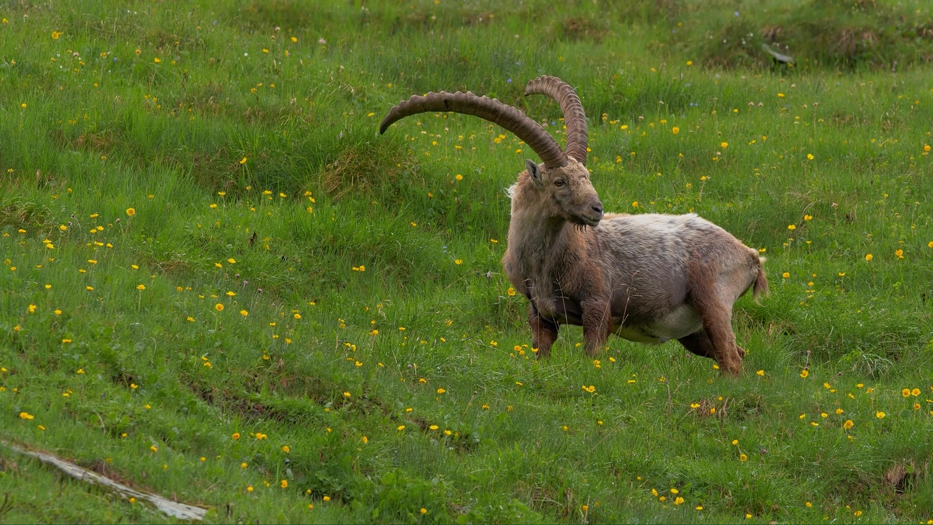 Ibex holds its ground while staying fully alert