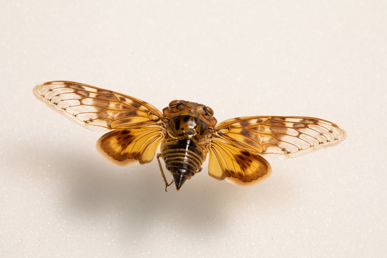 One of Asia's most liveable cities tackles a new threat: cicadas