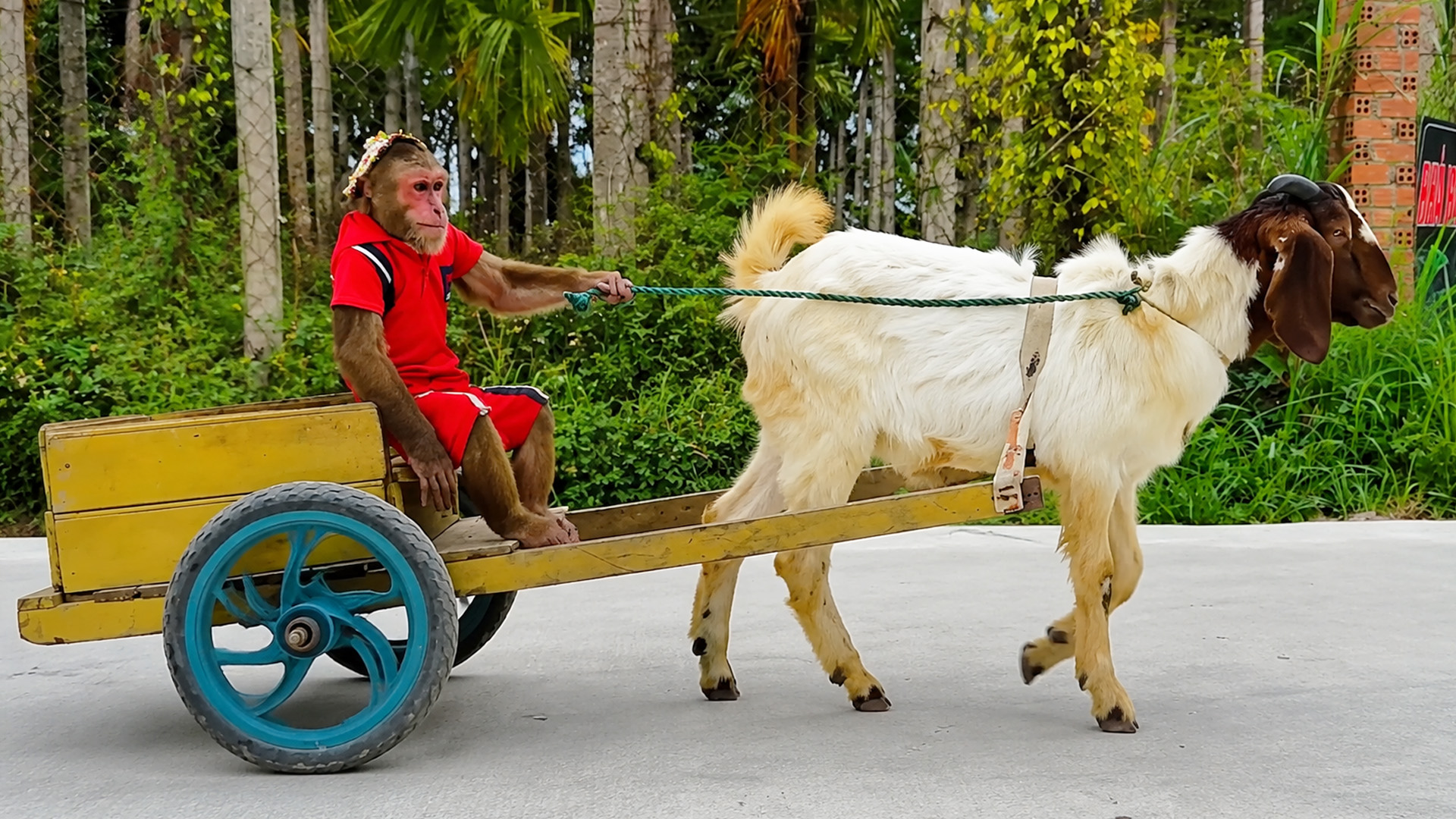 A jackfruit harvest gives Cutis and the goat a small problem
