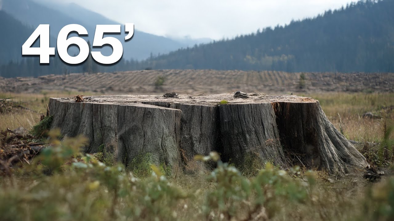 Watch as the world’s tallest tree falls