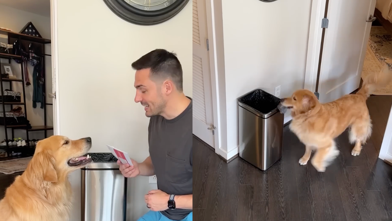 A golden retriever exposed a big training mistake