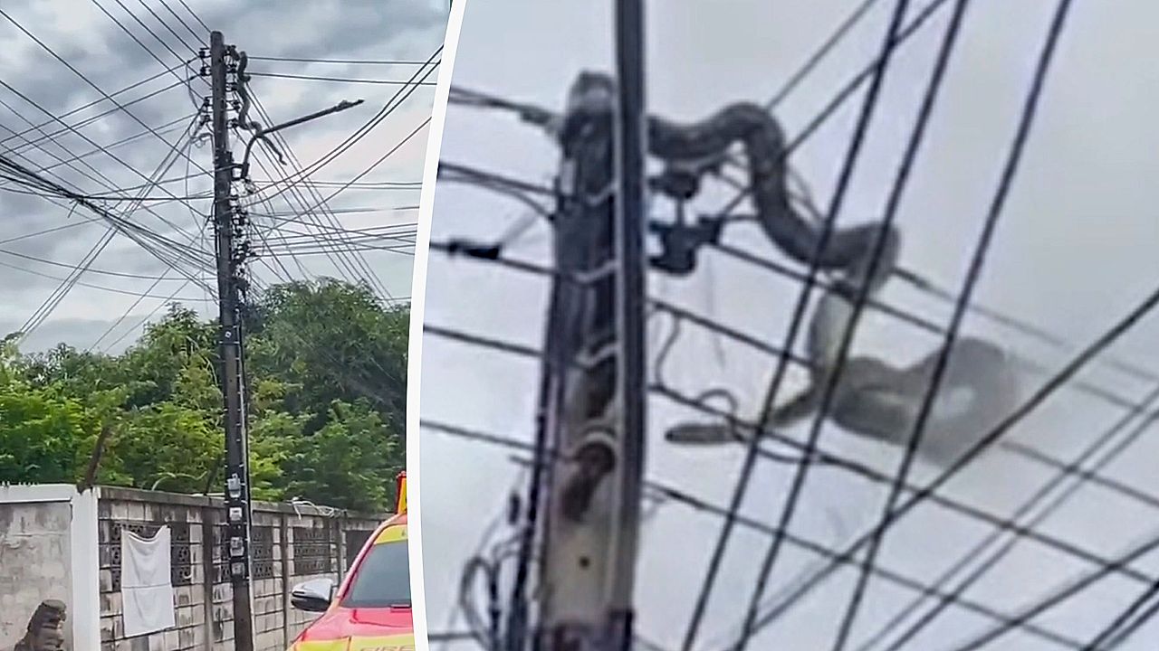 Giant python causes power outage after wrapping around power line