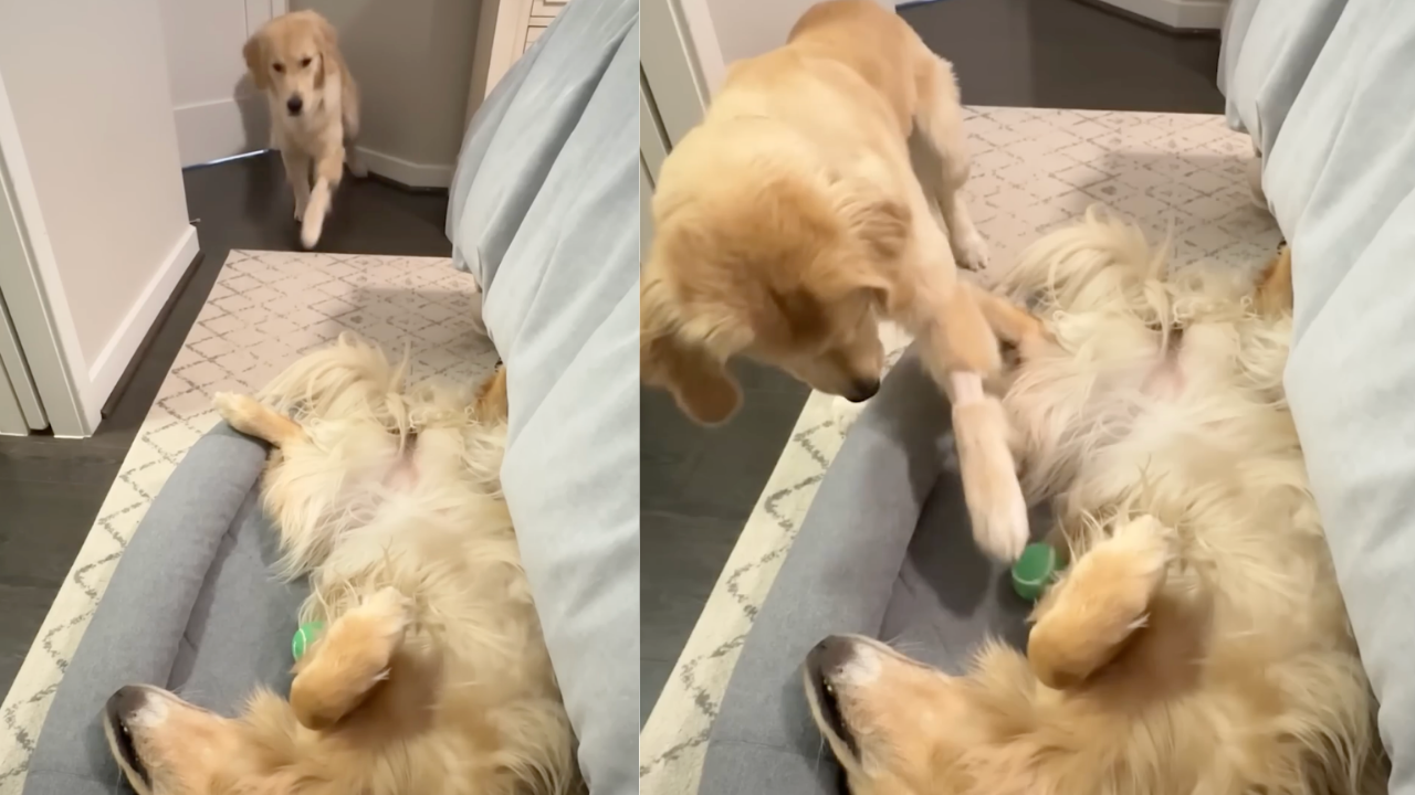 When two golden retrievers have the house to themselves