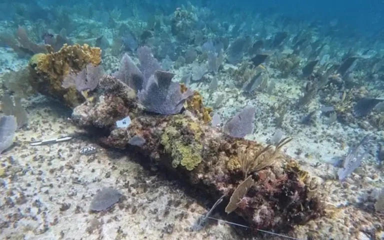 Divers followed a 200-meter trail of abandoned cannons on the Yucatán ...
