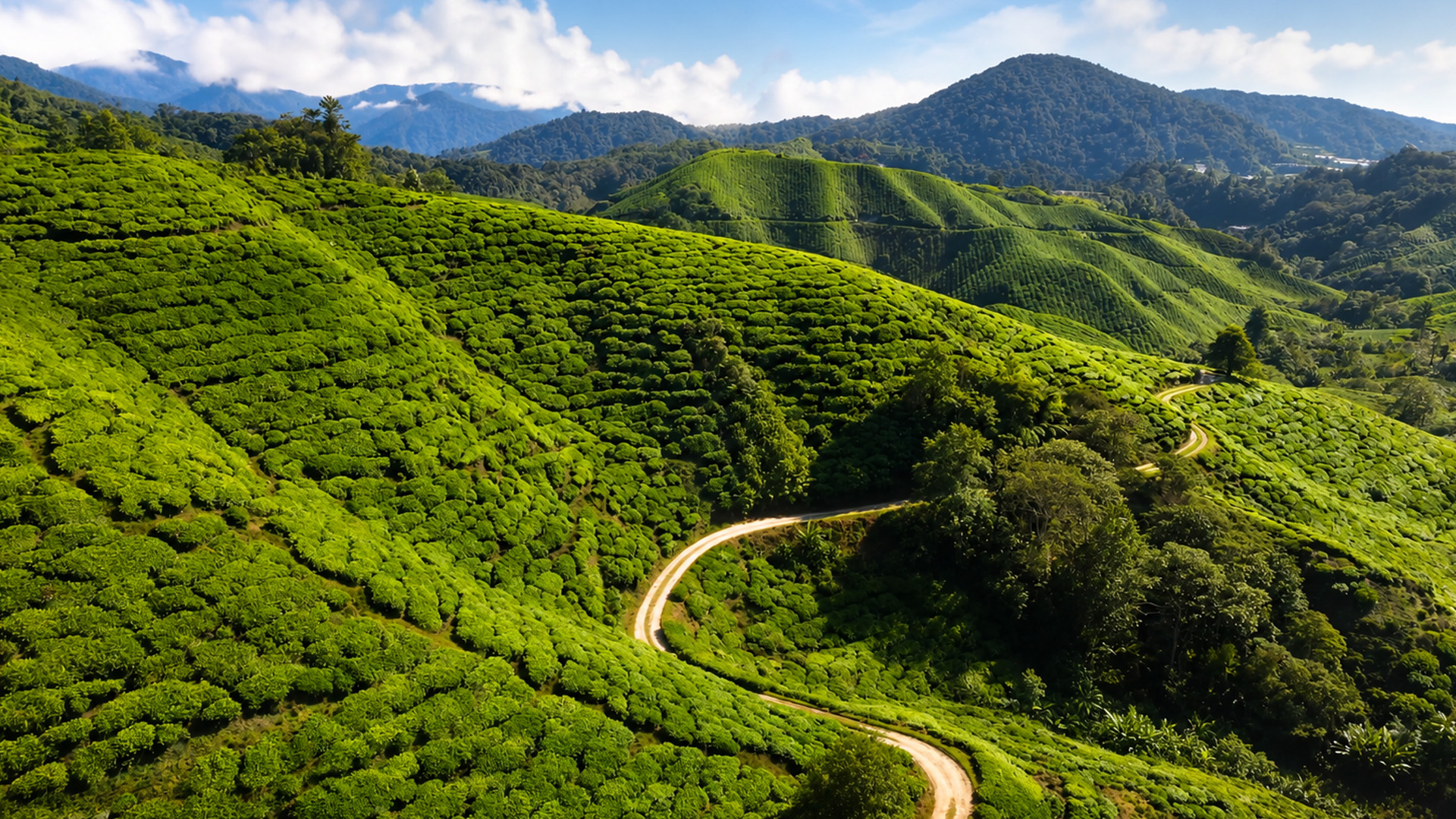 These hills have been turned into tea plantations