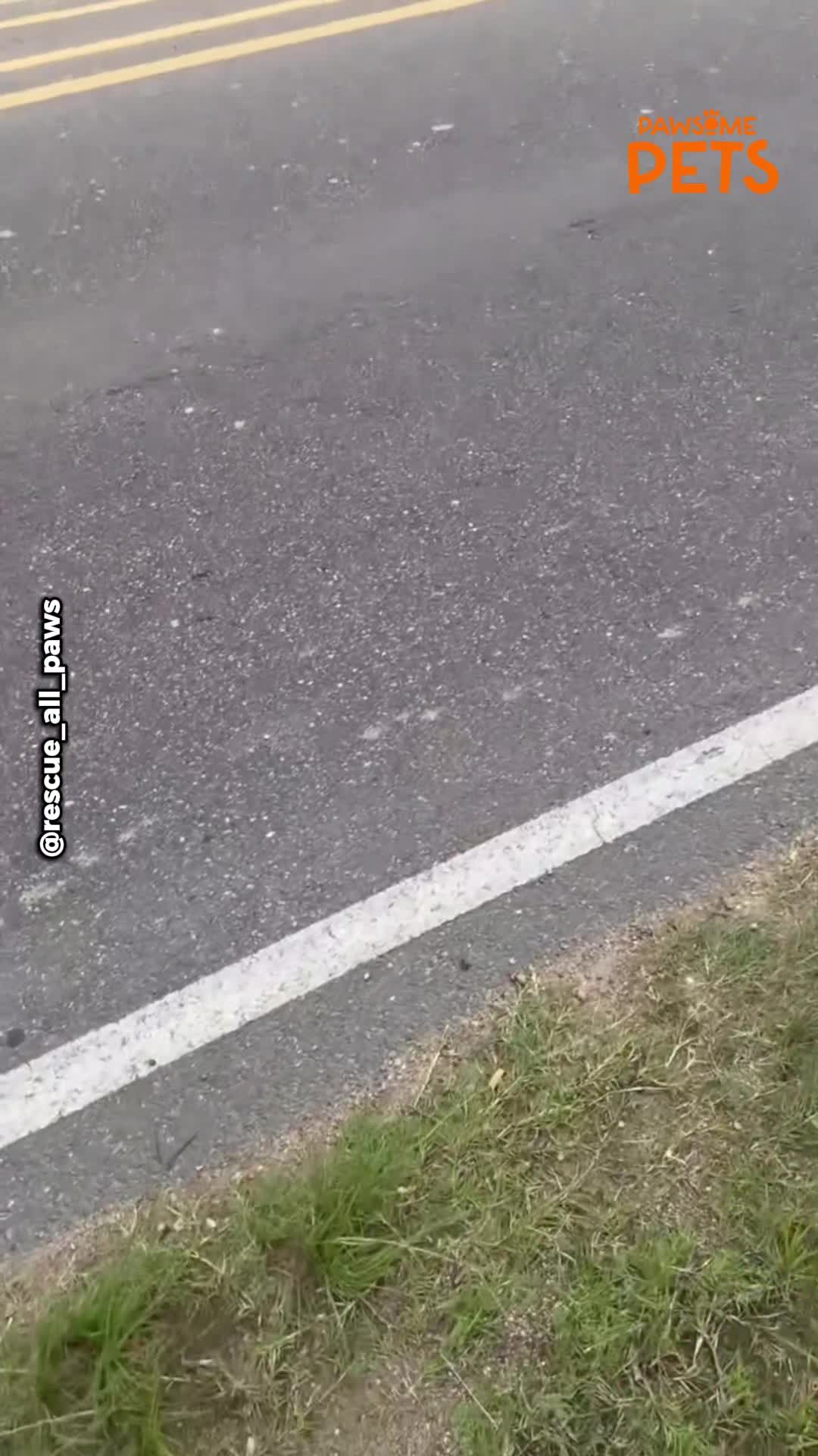 Rescuer spots tiny kitten in unexpected roadside location