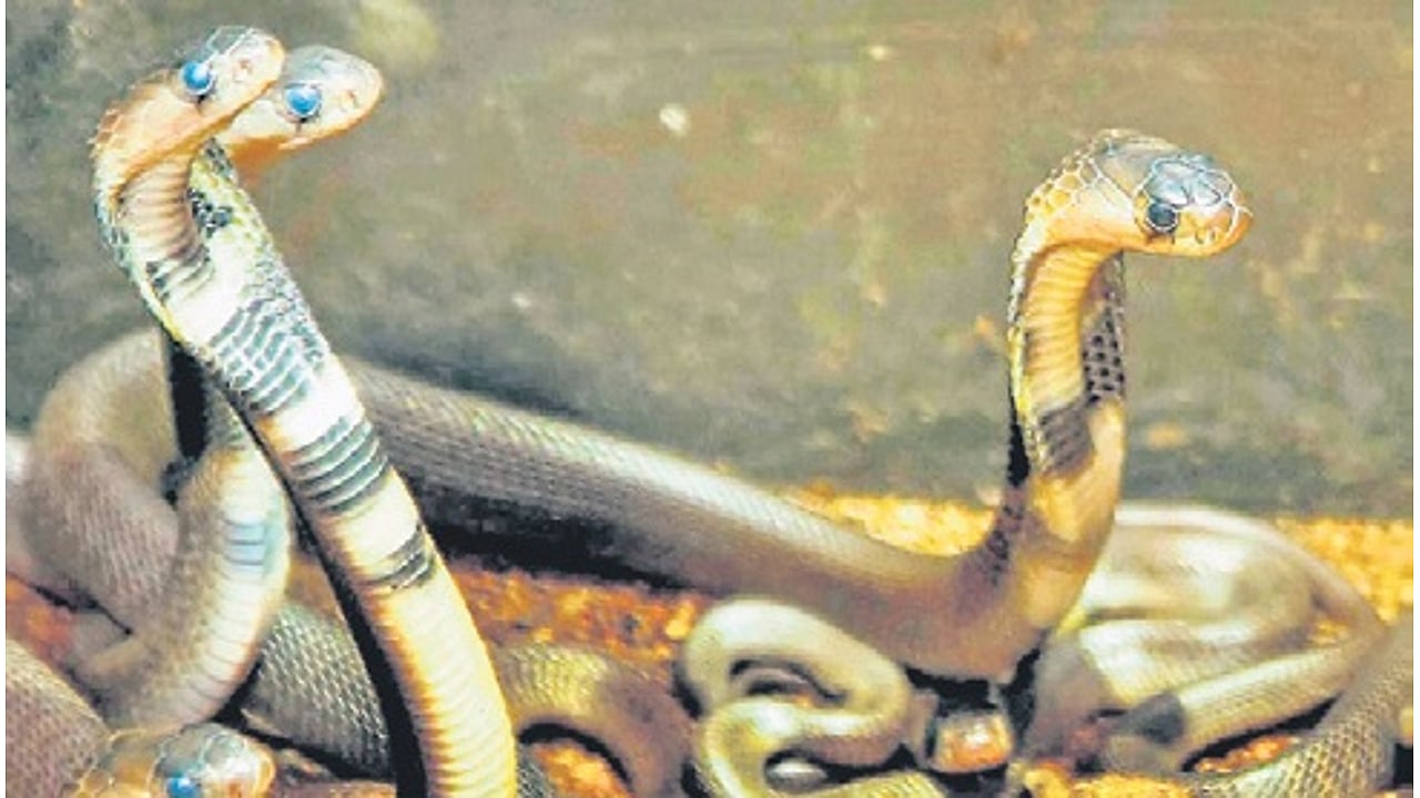 40 snake rescues a day: SARPA shifts focus to conservation