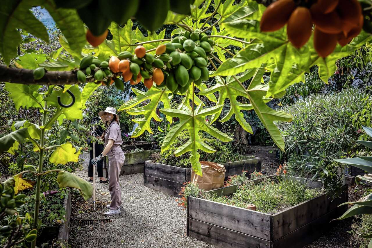 SF.'s community gardens program, an oasis of calm, marks 20 years of growth