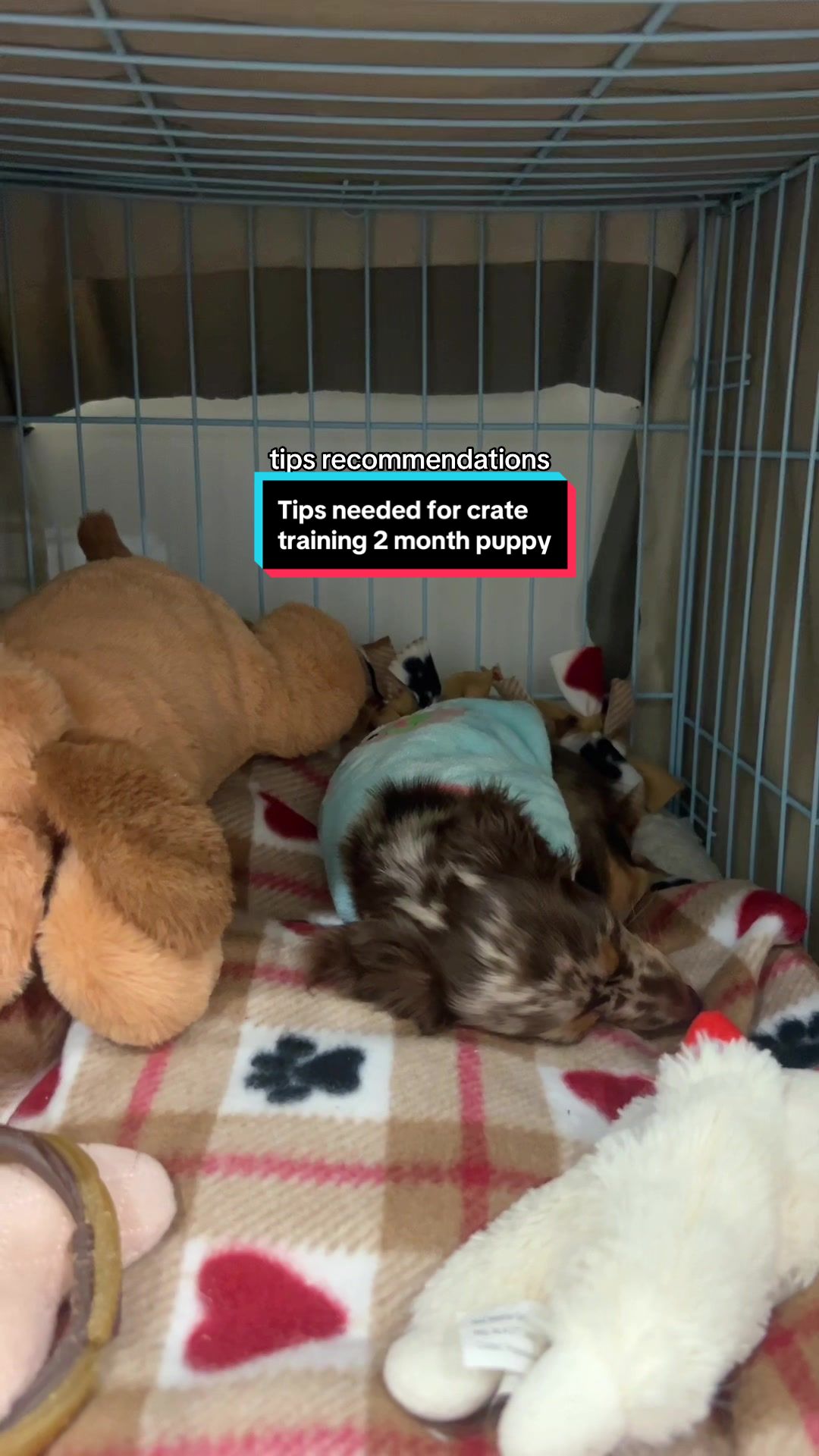 Crate training tips for Maple