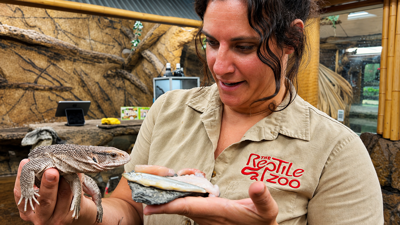 Two-headed bearded dragon stuns reptile lovers with unique movements