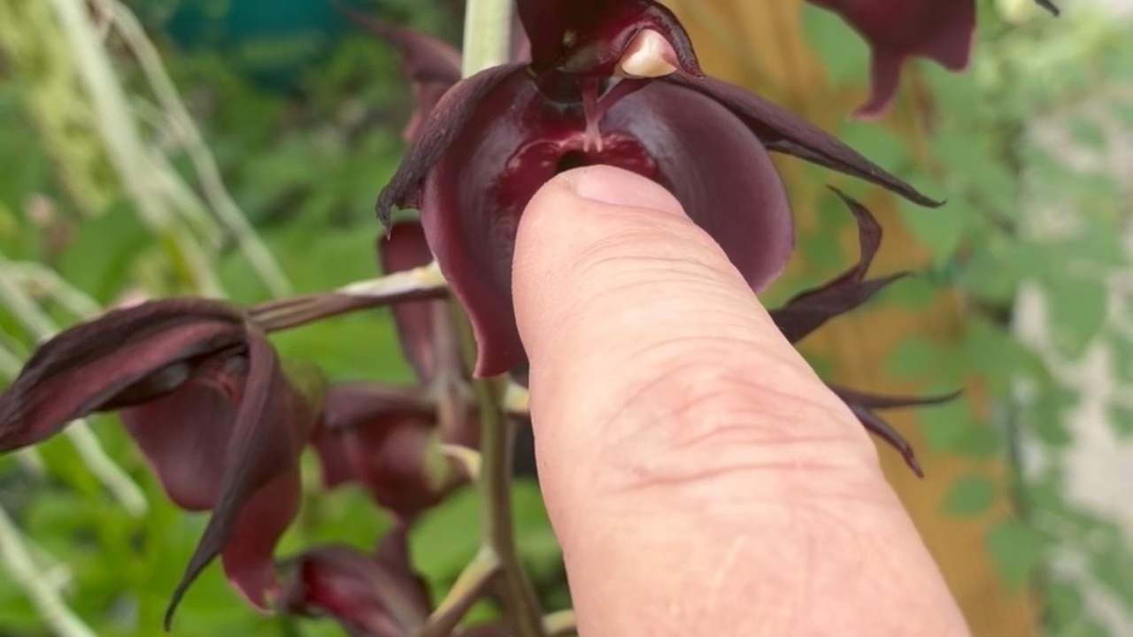 Catasetum orchid releases pollen cap upon contact