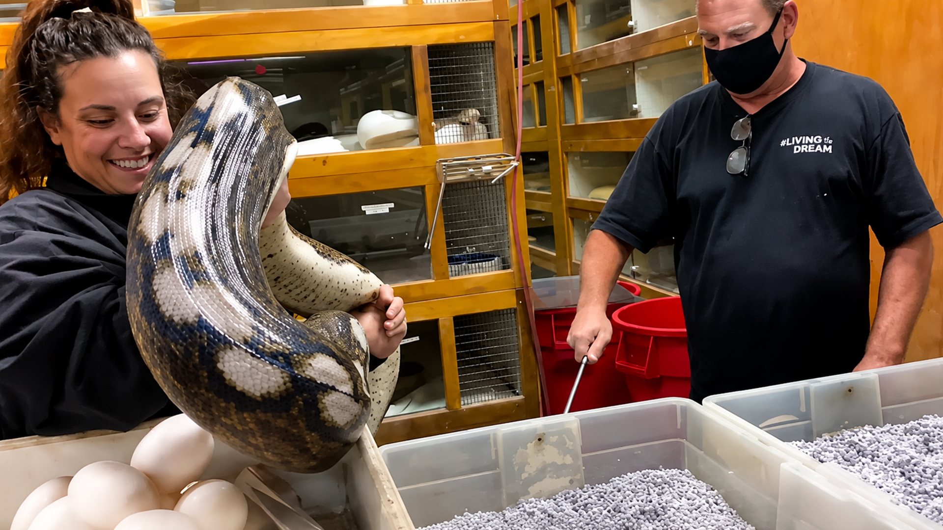 Python keeper carefully removes snake eggs during unusual clutch discovery