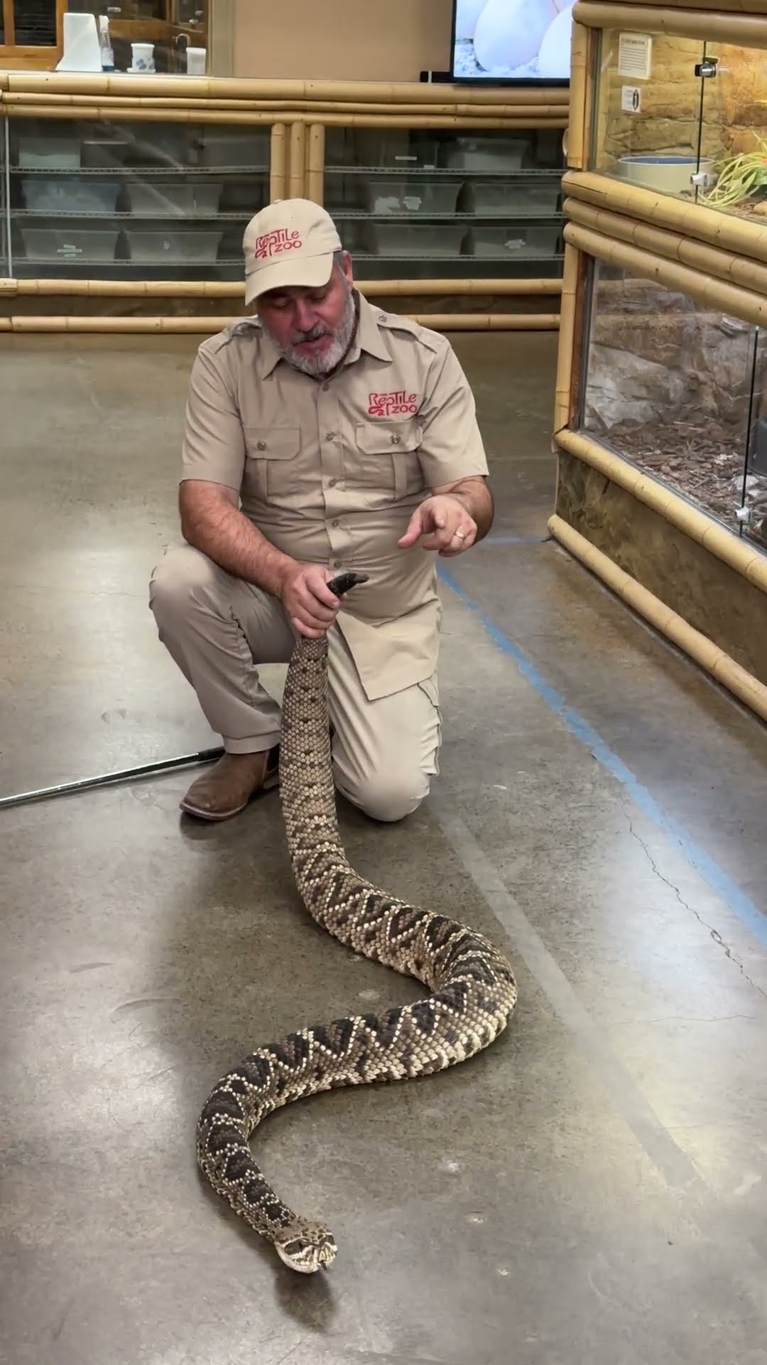 huge-rattlesnake-shows-why-you-must-keep-your-distance