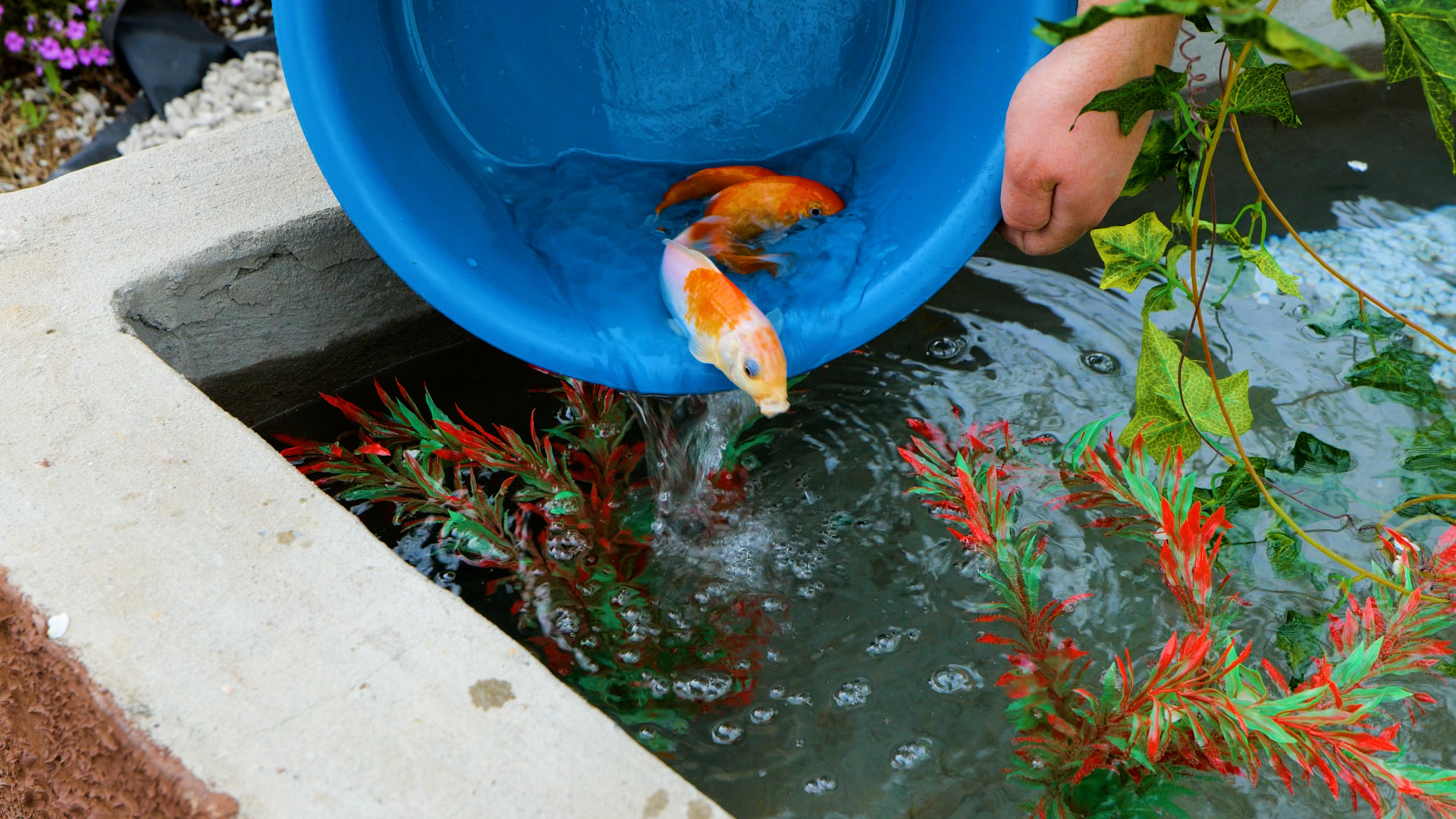 Building a concrete heart-shaped koi fish pond. Amazing yard craft!