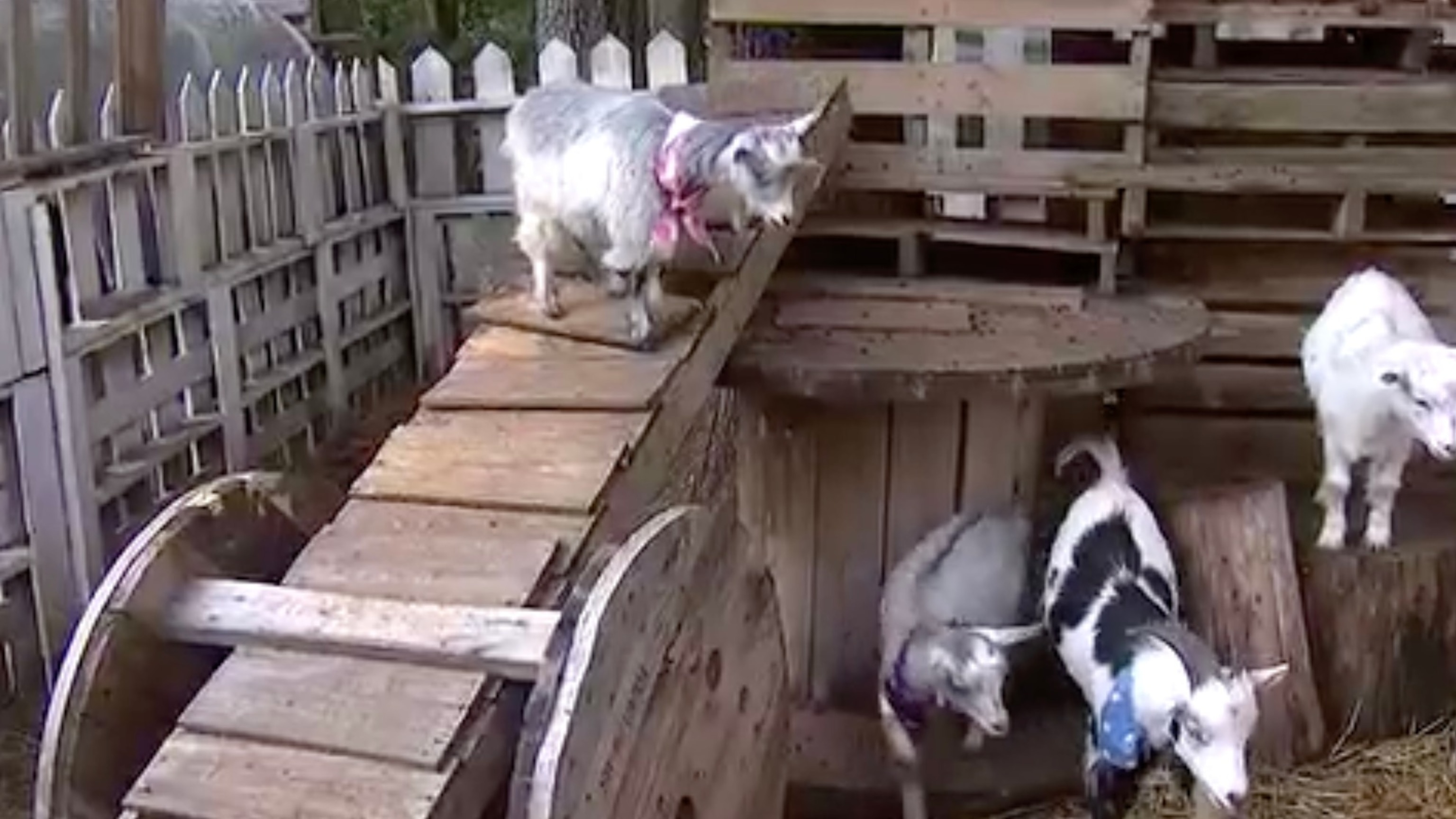 Rabid baby goats prompt North Carolina mobile petting zoo scare