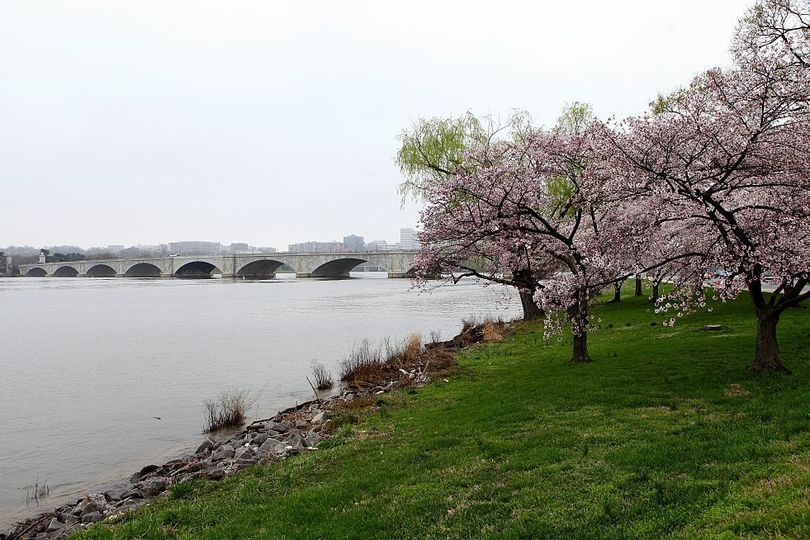 Trump quietly cuts down historic Washington DC cherry trees to make ...