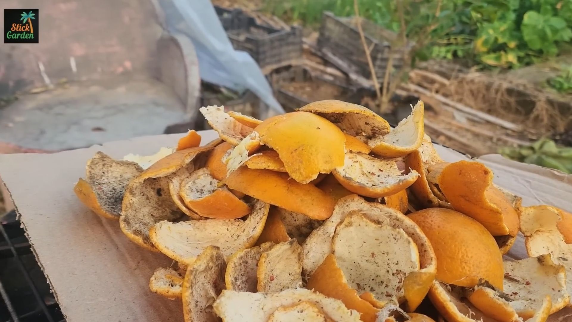 DIY natural garden fertilizer & pest repellent using orange peels