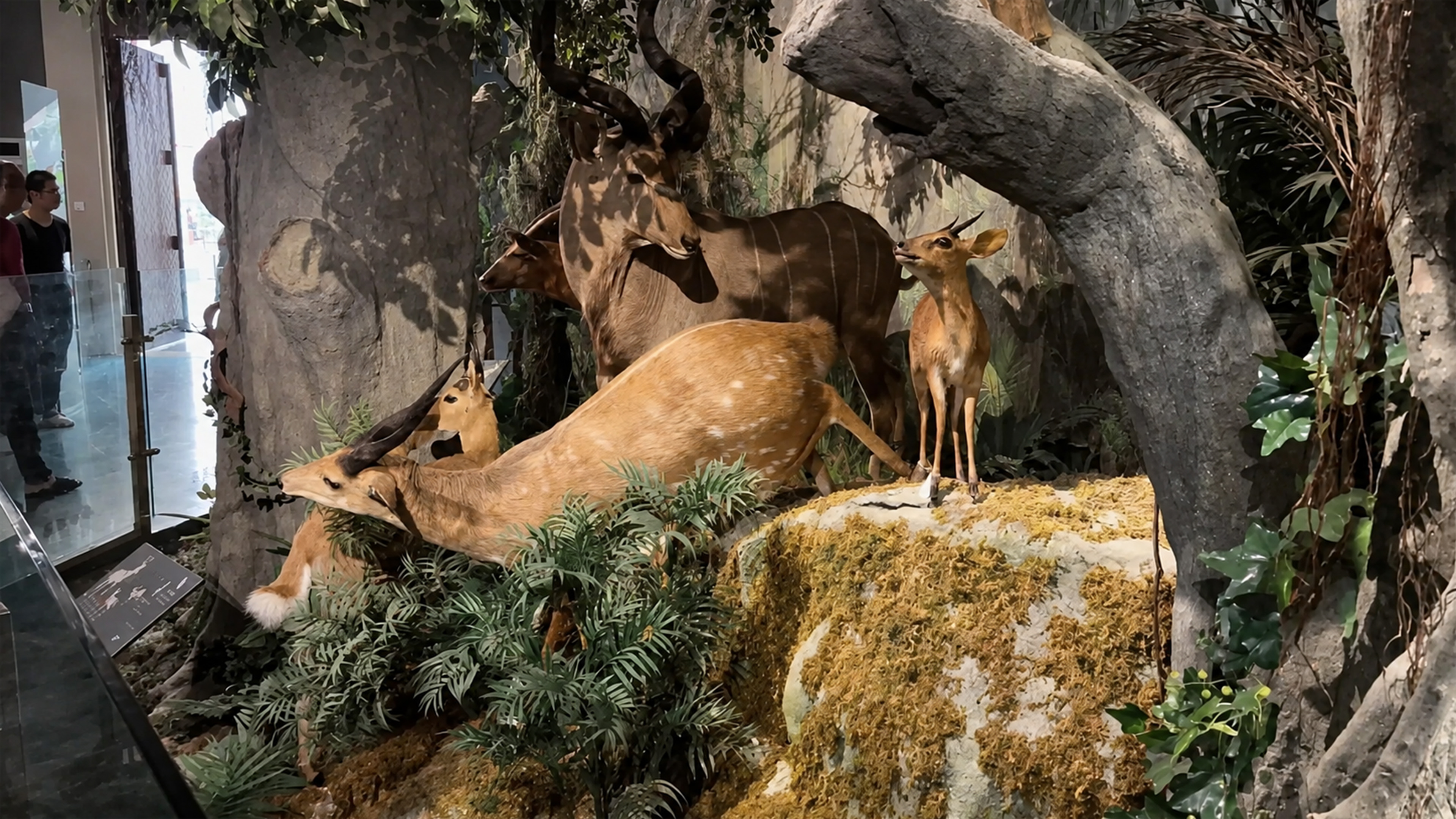 Antelope group appears between mossy rocks and dense vegetation