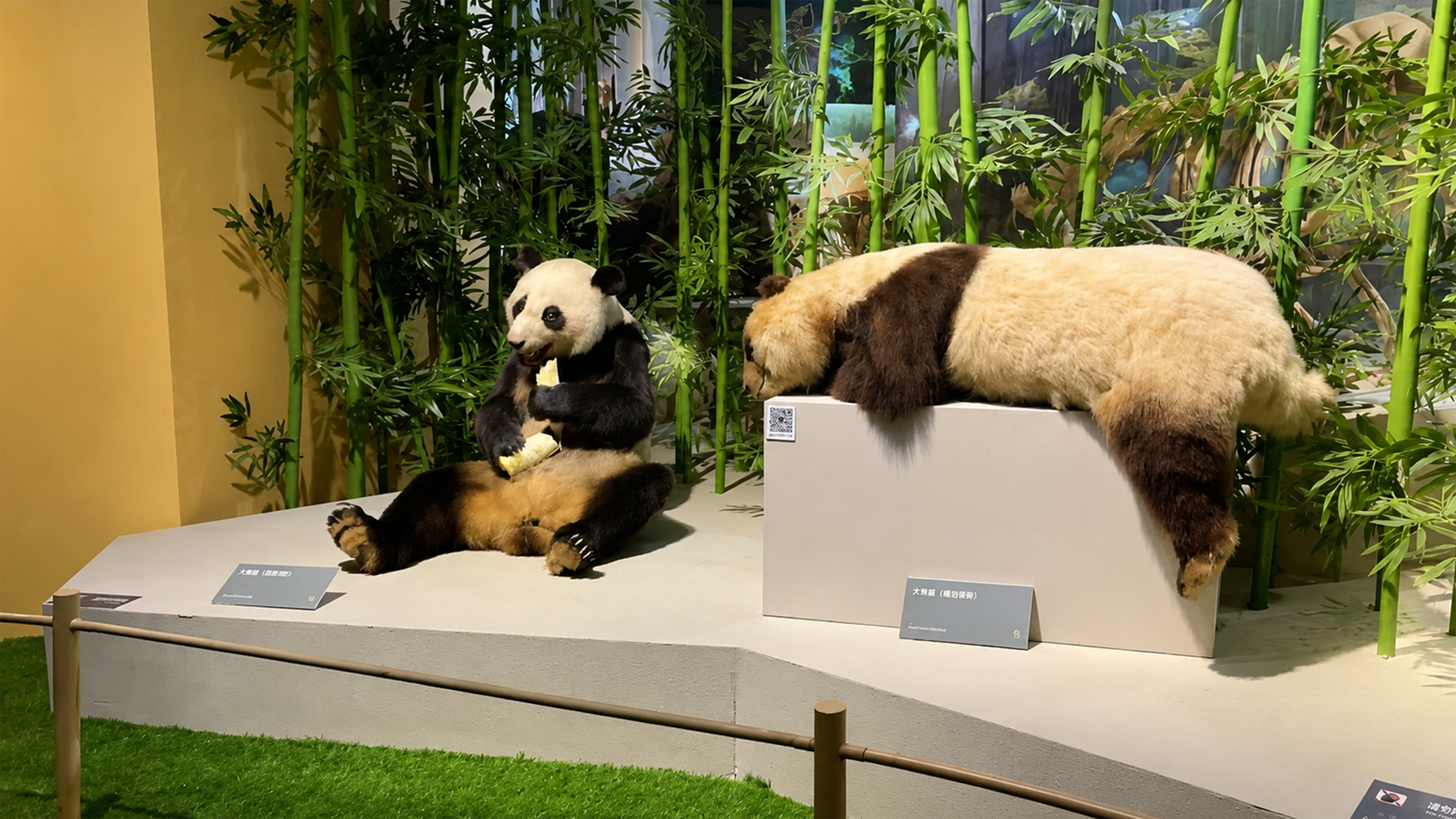 Twee reuzenpanda’s in een opvallende bamboebos-scène