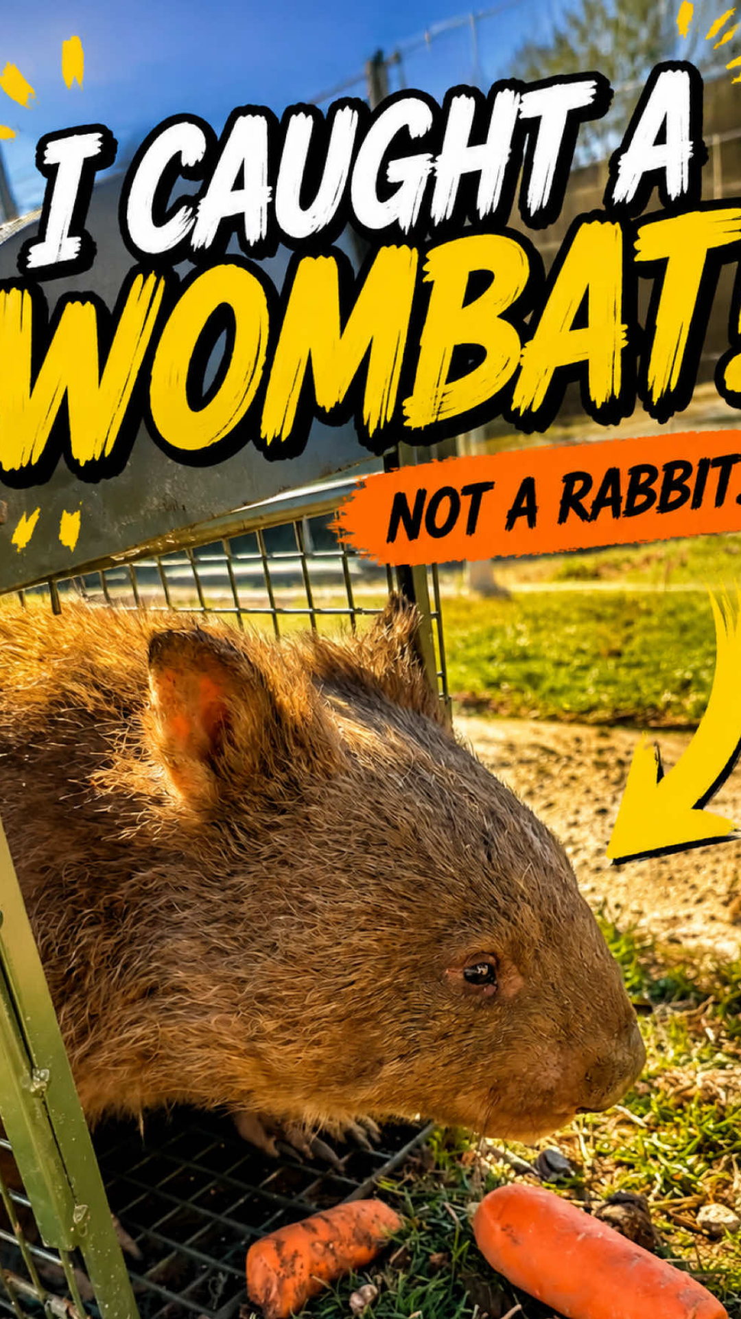 A wombat unexpectedly ends up in a trap