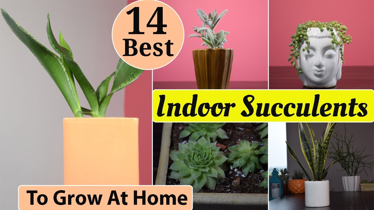 Easy indoor succulents that can brighten your home