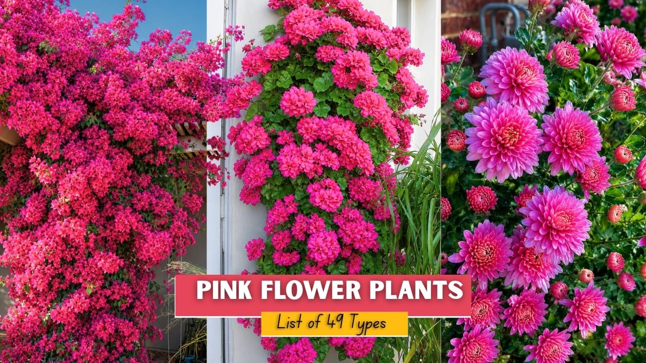 49 gorgeous pink flowers that can brighten any space