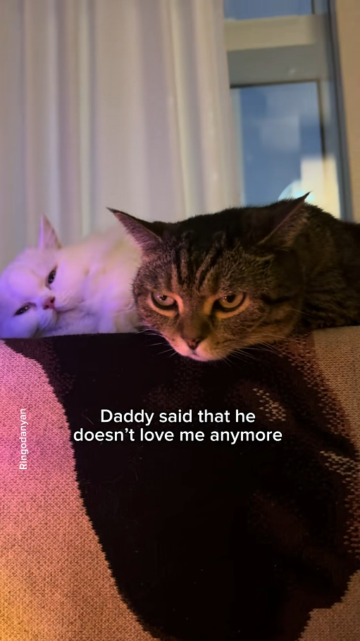 Dramatic cat moments that will make you laugh