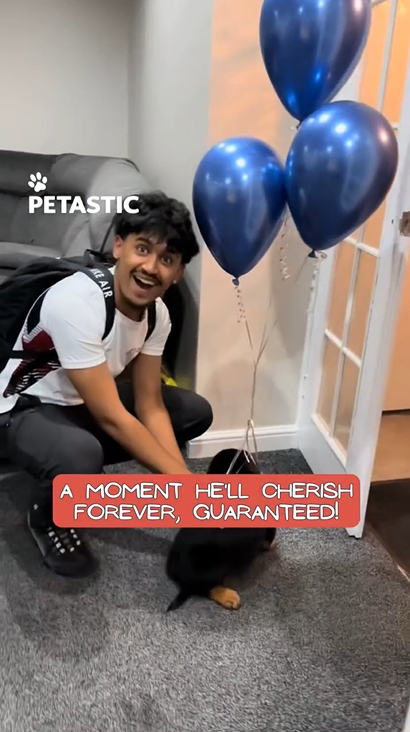 Young boy receives an unexpected gift: a delightful Rottweiler puppy