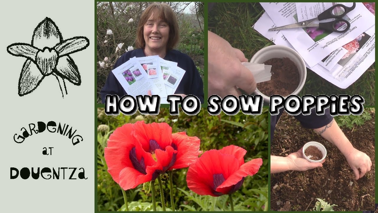 Quick guide to growing poppies from seed