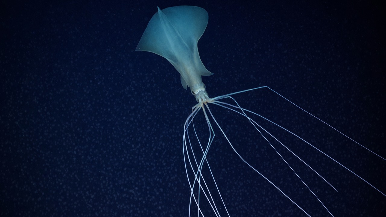 Watch What Lives 20,000 Feet Below the Ocean - Its Tentacles Reach 8 ...
