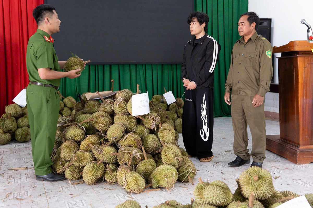 Cắt trộm 1,6 tấn sầu riêng