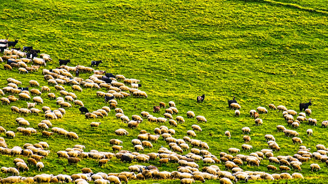 Hundreds of sheep graze across a vast green hillside