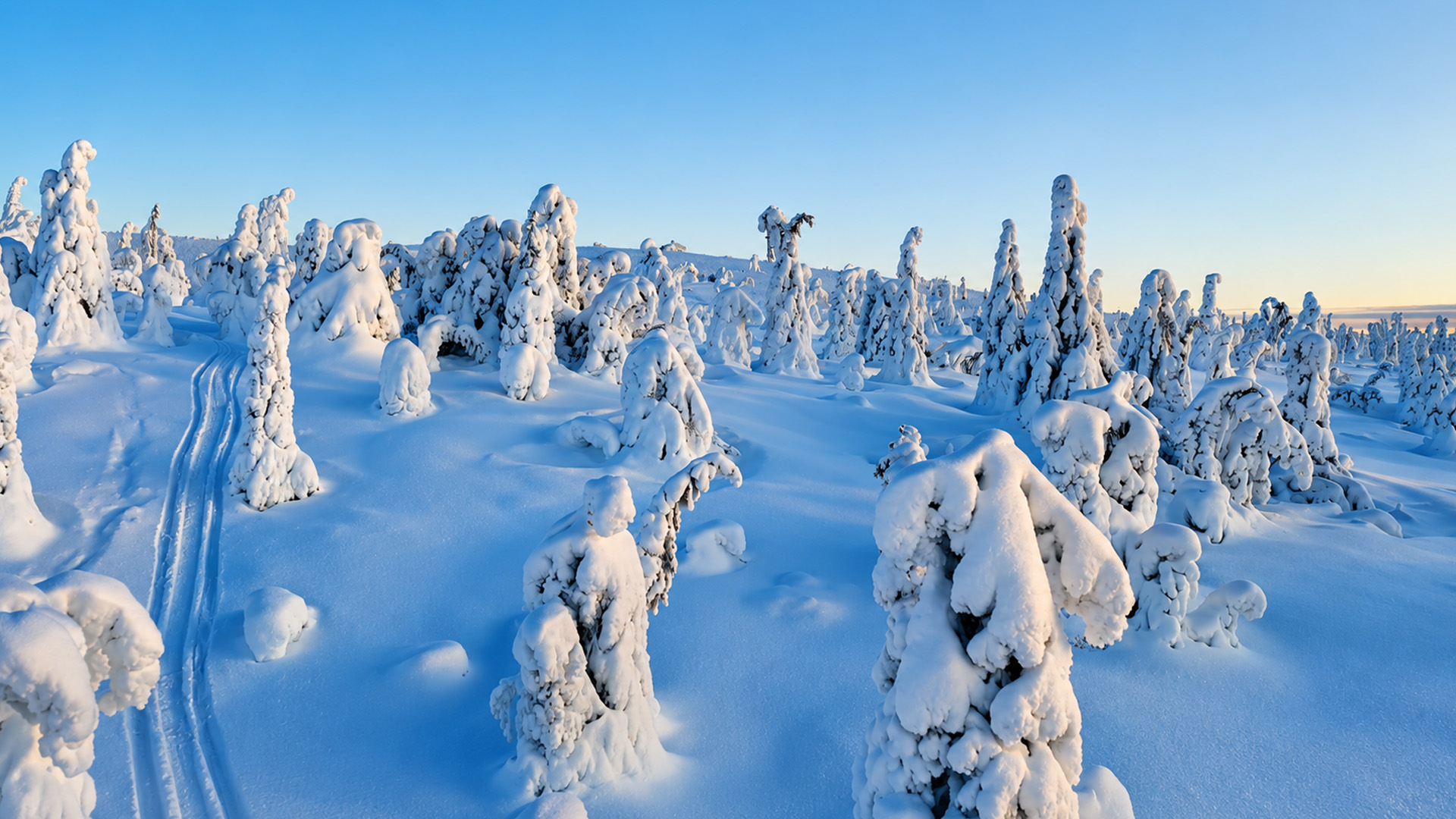 De fortes chutes de neige transforment les arbres en formes étranges