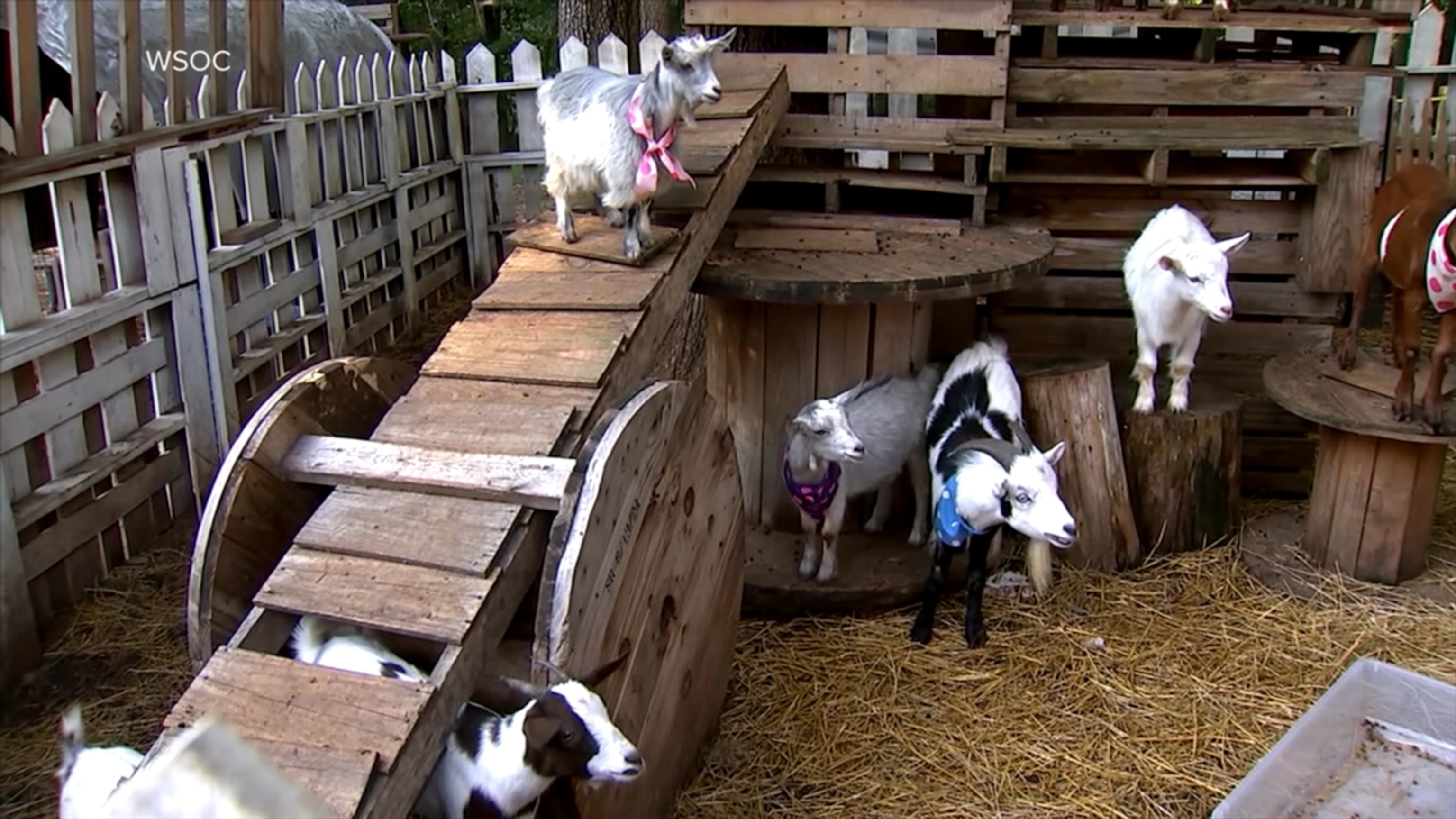Rabies scare involving a North Carolina mobile petting zoo