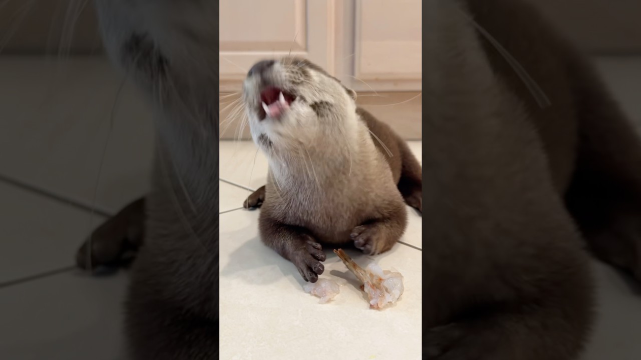 Hungry otter & snapping turtle!