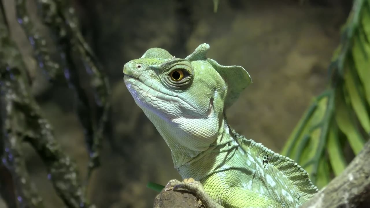 Watch this tiny lizard run 15 feet across water without sinking