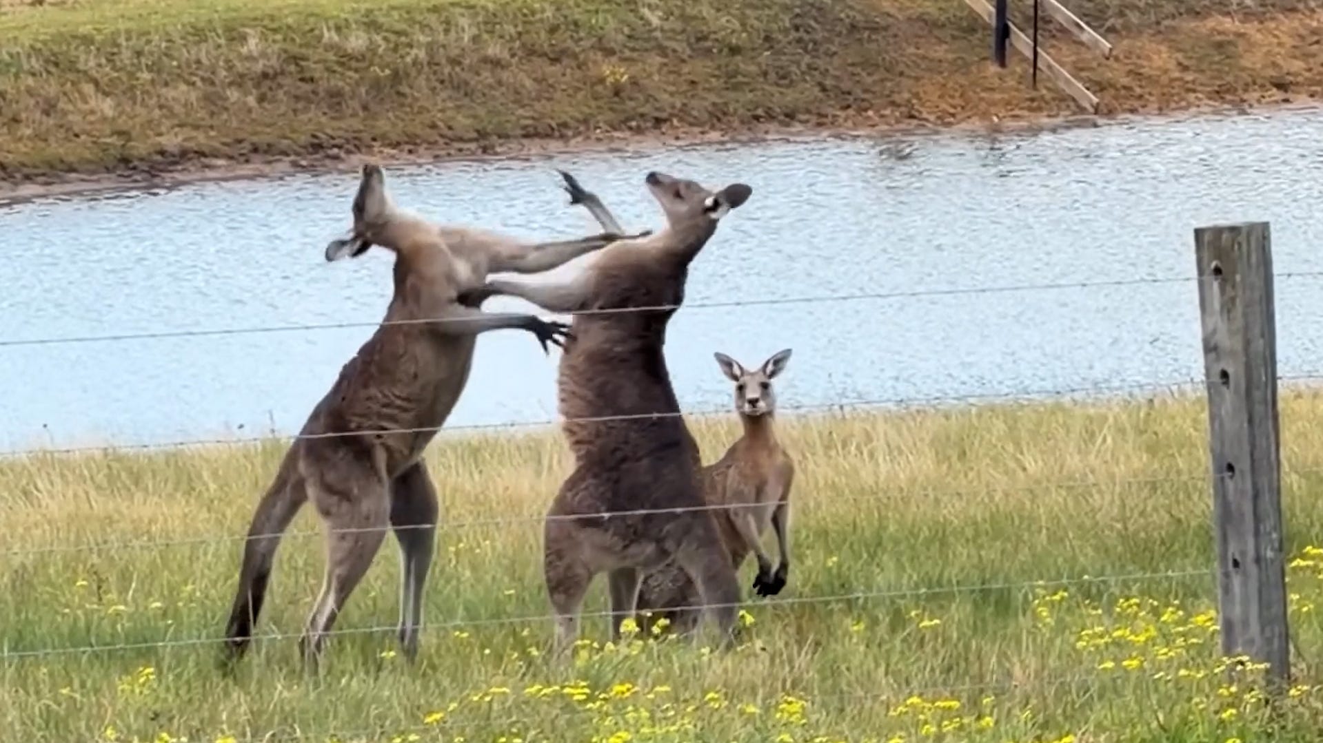 Kangaroos square up to box. Watch the hilarious tussle.