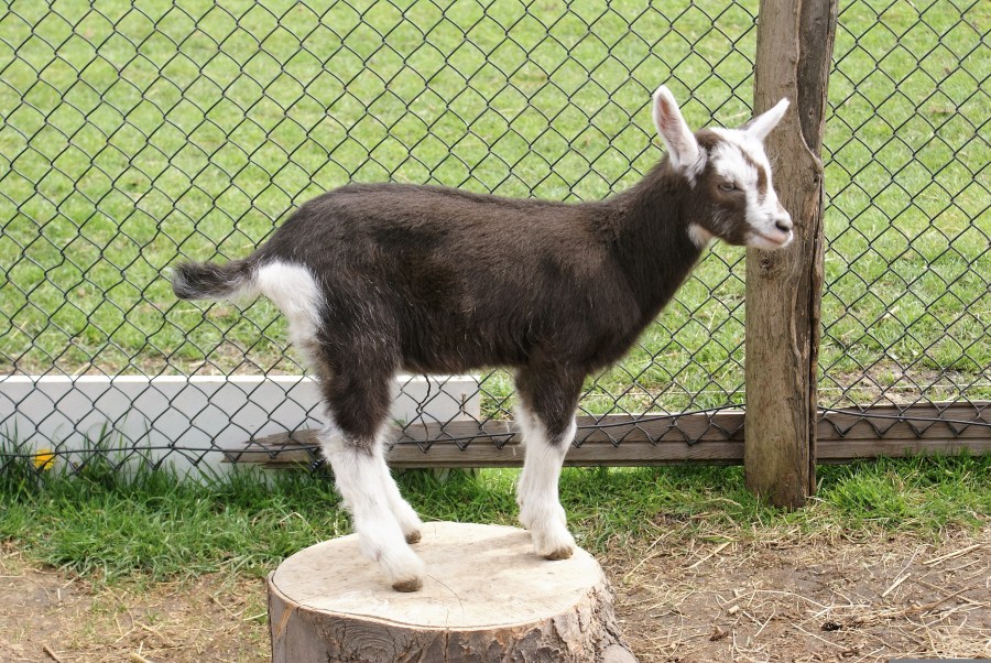 Warning issued after baby goats with rabies used in North Carolina ...