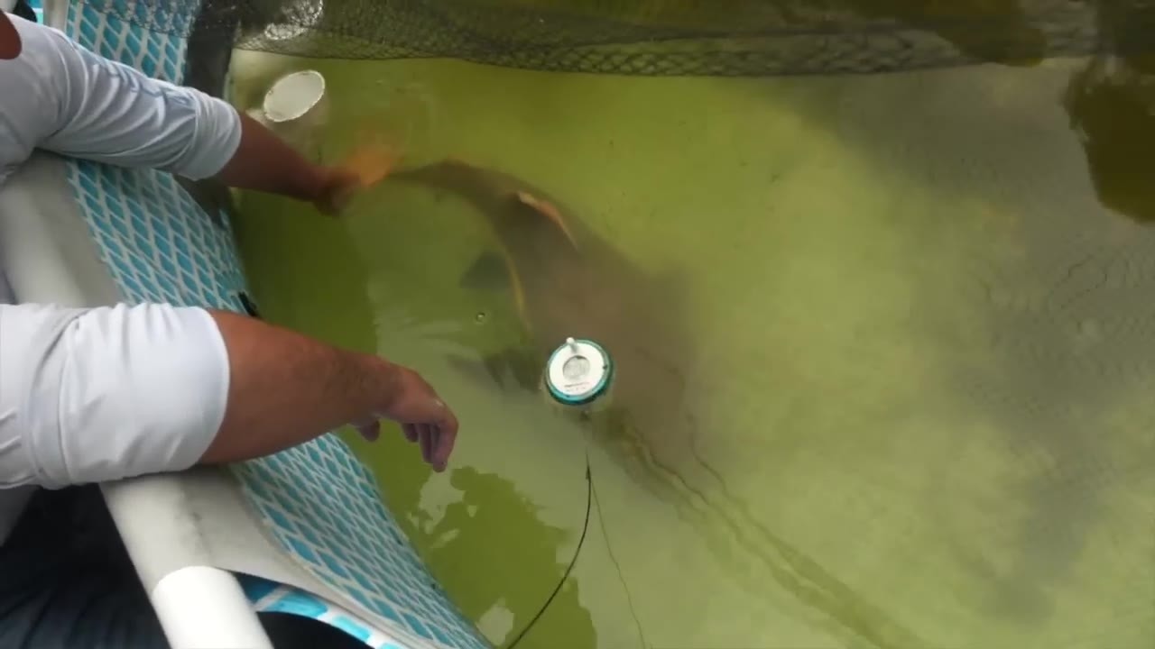 He released his pet turtle into the new backyard pond - something ...