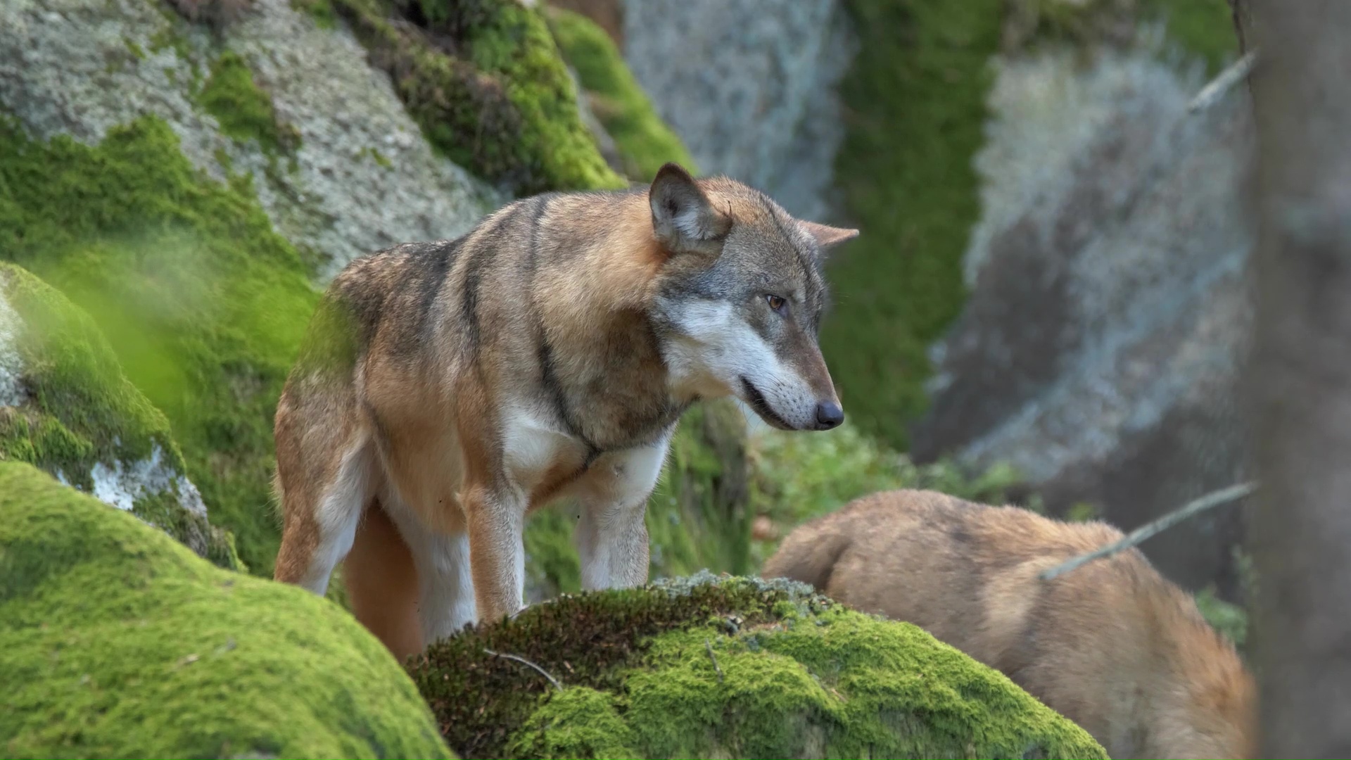 This wolf keeps guard while the pack stays close