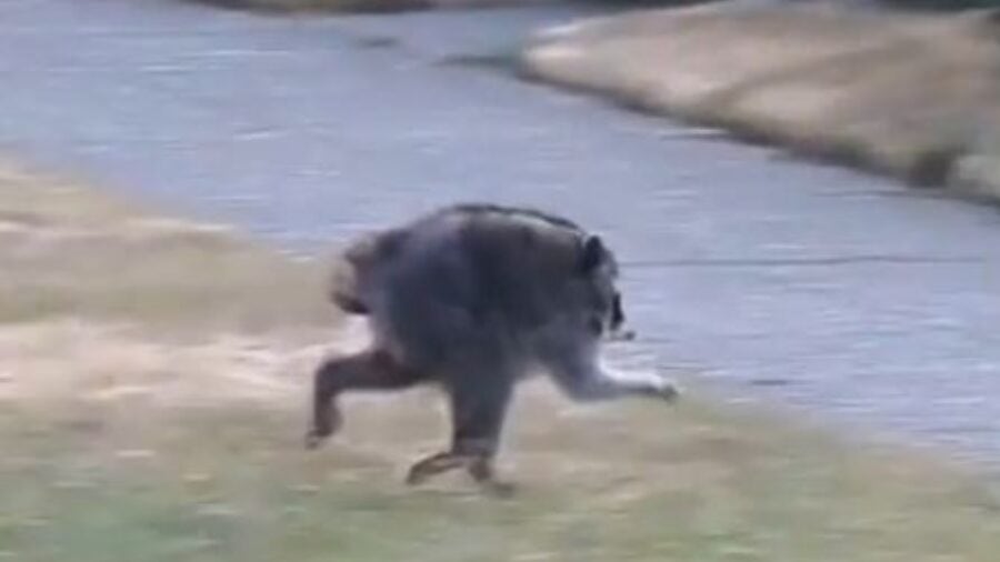 Viral raccoon Jimothy spotted in Ballard