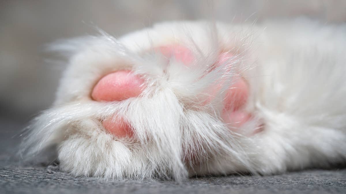 Split-face Maine Coon kitten named Cruella de Vil is serving tiny villain energy